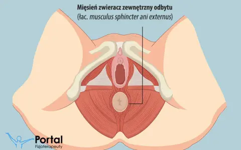 Jak ćwiczyć zwieracze odbytu? Skuteczne metody i plan treningu