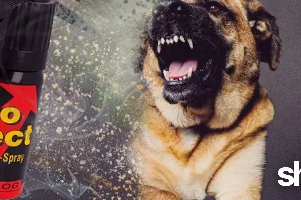 Jaki gaz pieprzowy na psy? Wybierz skuteczny i bezpieczny!