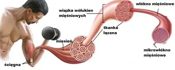 DOMS mięśnie mikrouszkodzenia