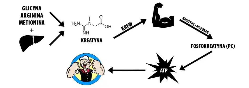 kreatyna w mięśniach schemat działania
