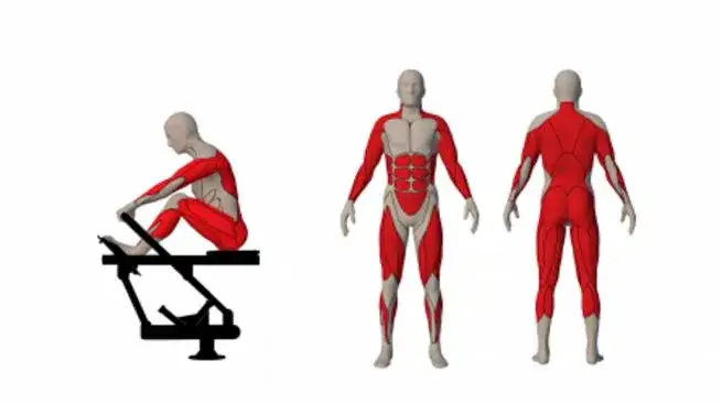 mięśnie pracujące na wioślarzu infografika