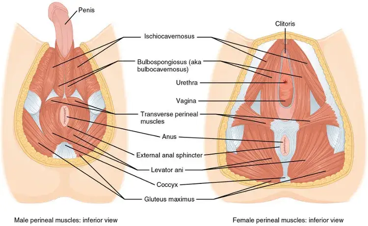mięśnie dna miednicy anatomia schemat