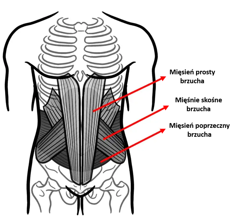 Anatomia mięśni brzucha ilustracja