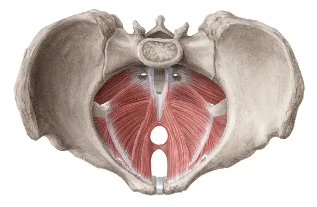 Anatomia mięśni dna miednicy schemat